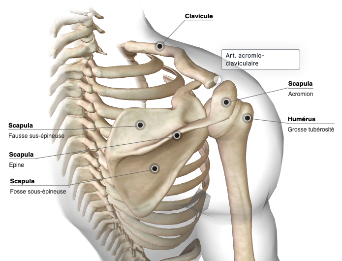 Anatomie De L’épaule | MedG