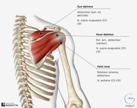 MedG - Petite Encyclopédie Médicale Pour Professionnels De Santé