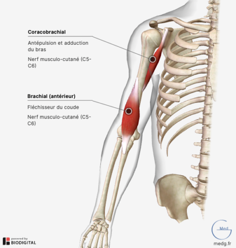 Anatomie Du Membre Supérieur - MedG