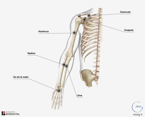 Anatomie Du Membre Supérieur - MedG