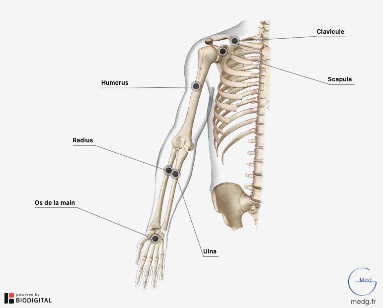 Les quiz sur le corps humain - L'anatomie du squelette humain, vue