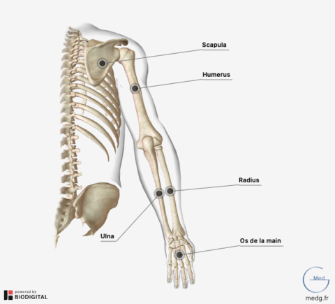 Anatomie Du Membre Supérieur - MedG