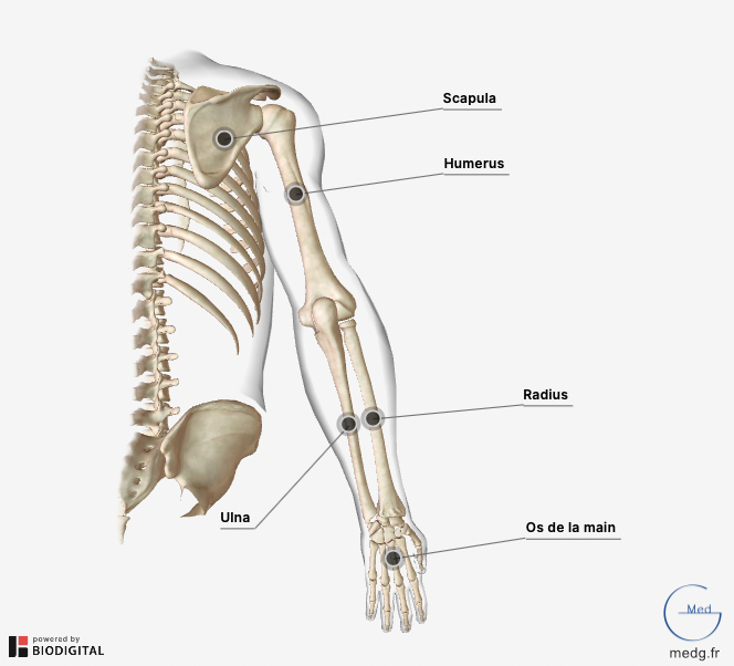 Apprentissage De L Anatomie Du Squelette Squelette Appendiculaire Tyello Com